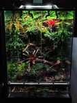 Terrarium i szafka Natural State 50x50x70 z oświetleniem Skylight