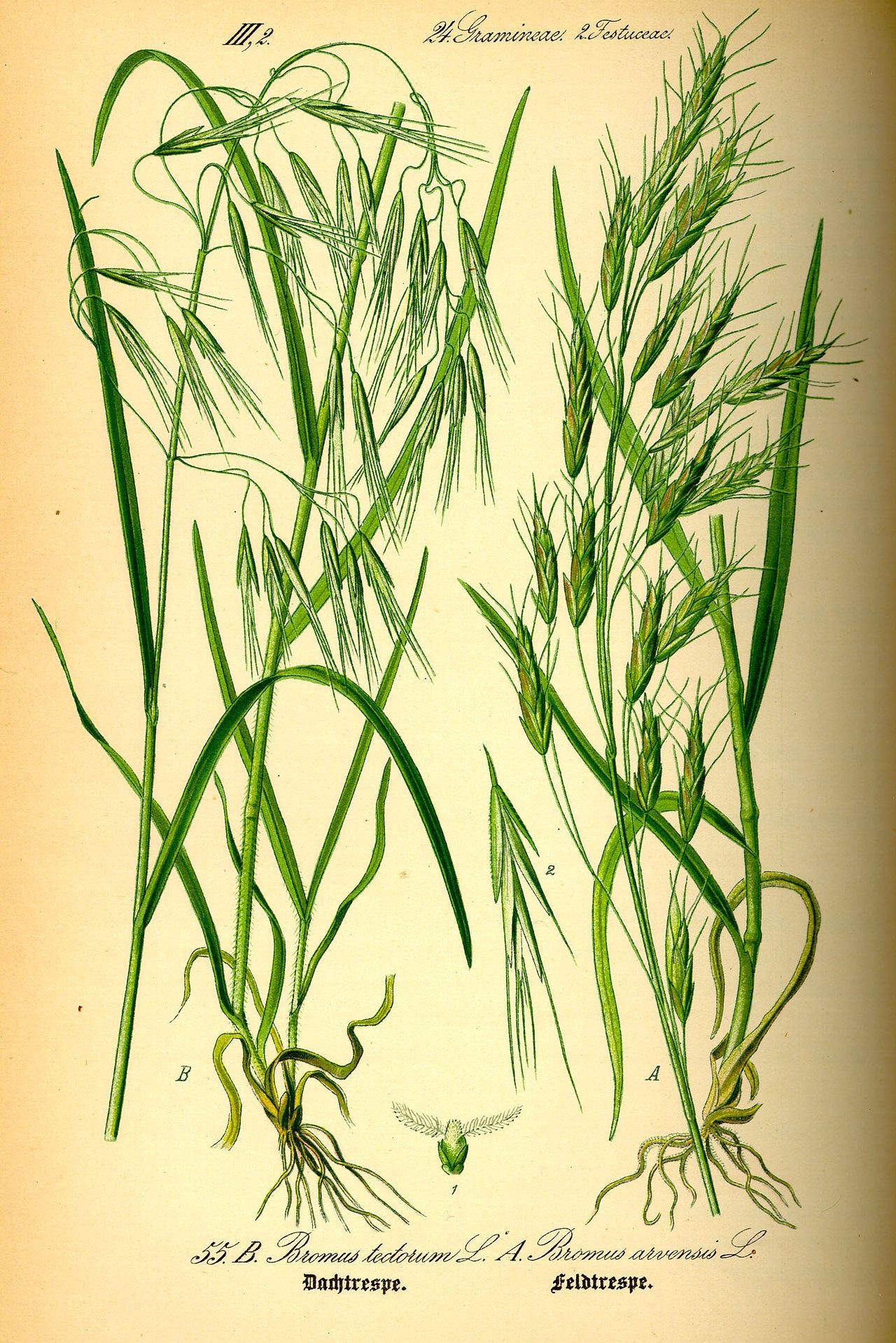 Стоколос безостый костёр кострица многолетнее растение на сено