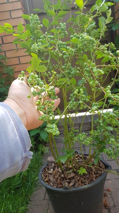 ЛОХИНА  високоросла 5років,плрдоносить ,різні сорти.