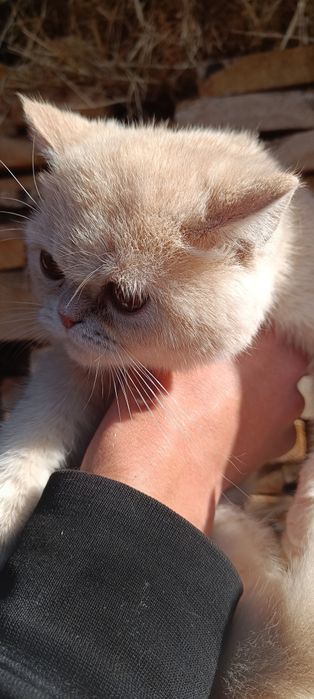 Кошечка чистокровная экзот