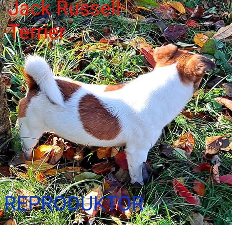 REPRODUKTOR  Jack Russell Terrier  krycie