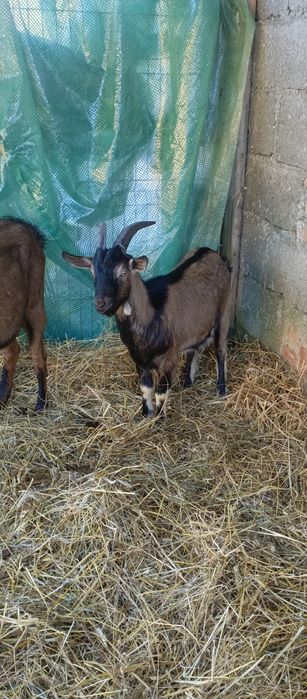 Koza mleczna młoda pilne