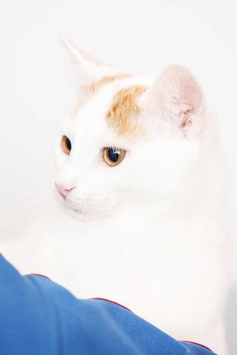 Kociaki rude szukają domów -schronisko Zgierz -aktualne