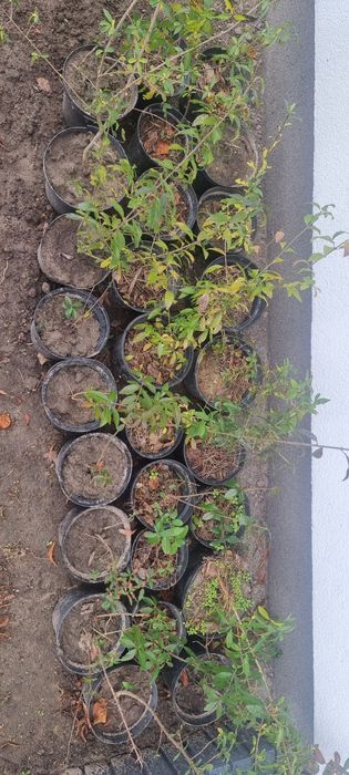 Ligustr na żywopłot 25 sadzonek