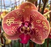 Продам орхидею Дикий персик