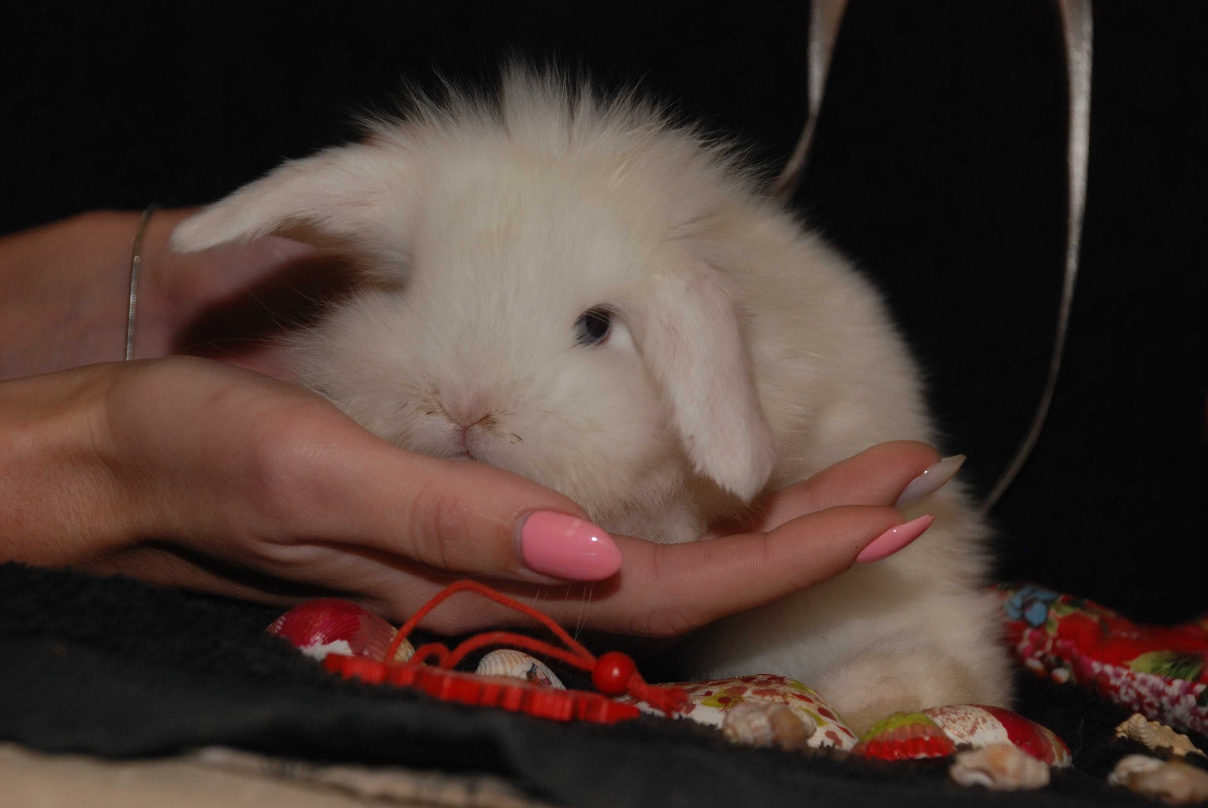 Масики мини кролясики - мини кролик вислоухий баранчик