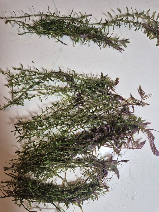 Rośliny akwariowe Rotala Rotundifolia