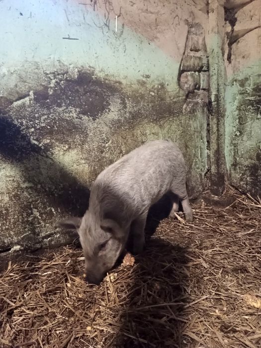 Поросята Угорська мангалиця