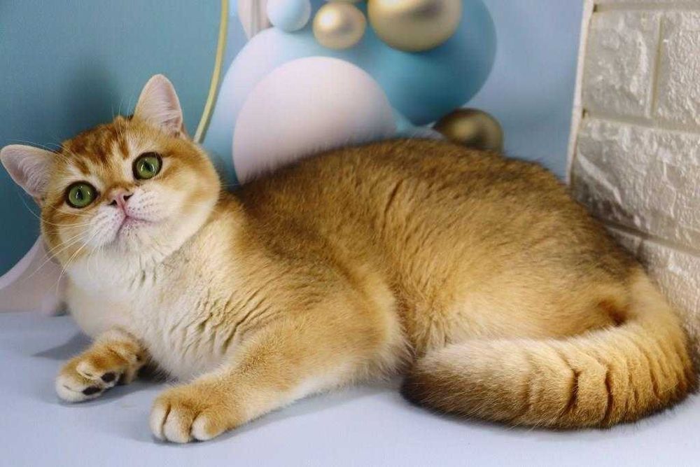 Очень красивый и яркий золотой парнишка с зелёными глазками