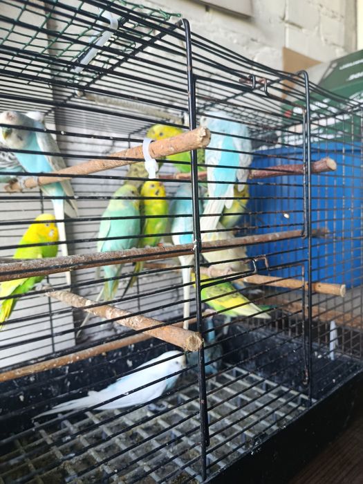 Papugi faliste ptaki