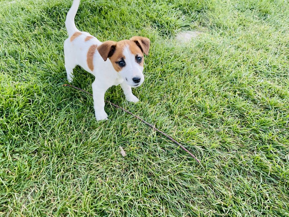 Jack Russell Terrier suczka Figa  rodowód