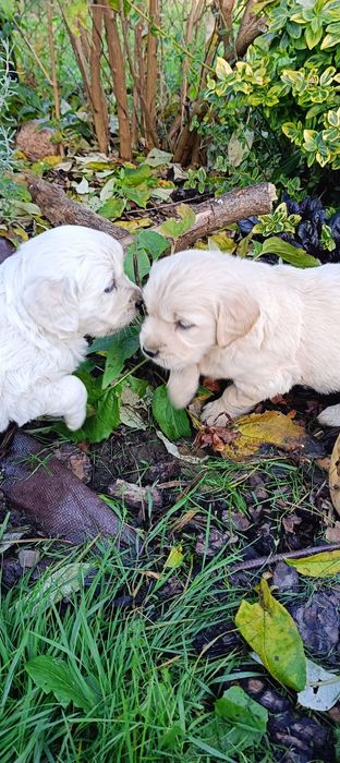 Golden retriever szczenię