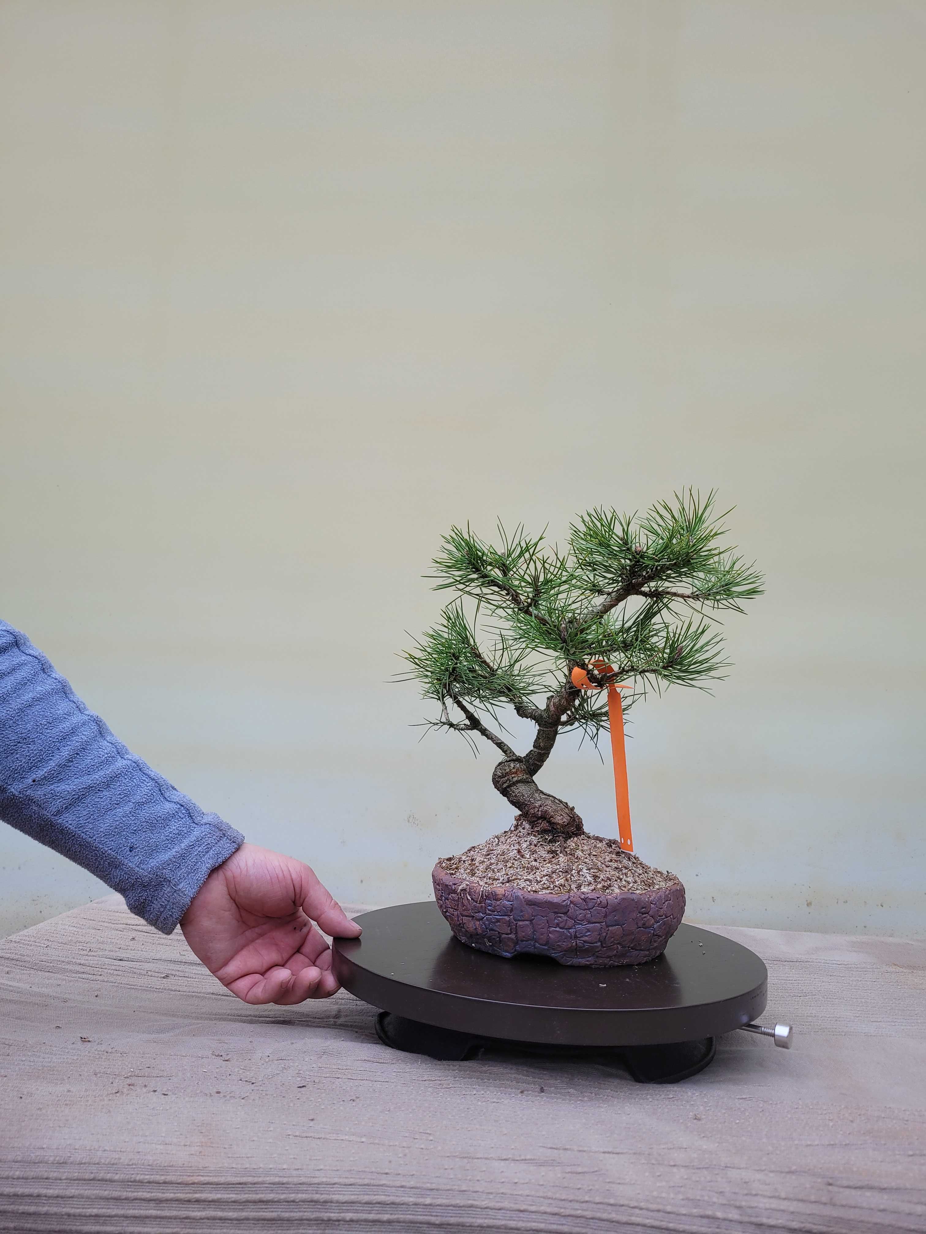 Drzewka tarasowe, balkonowe bonsai PROMOCJA na PREZENT