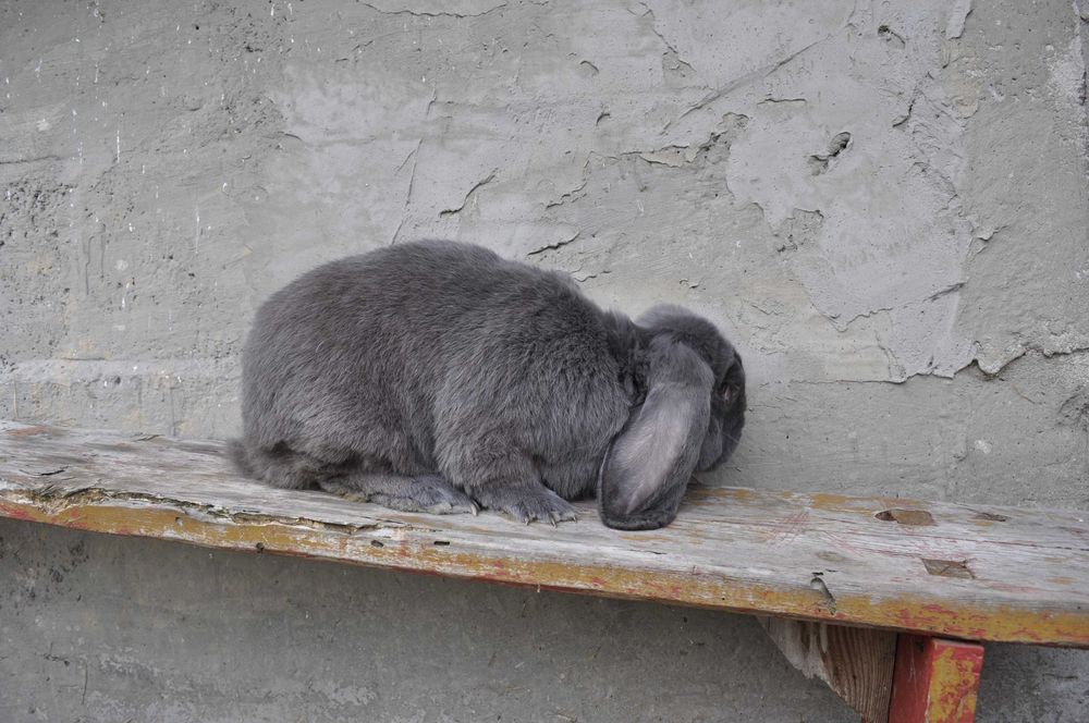 Barany Francuskie Samce