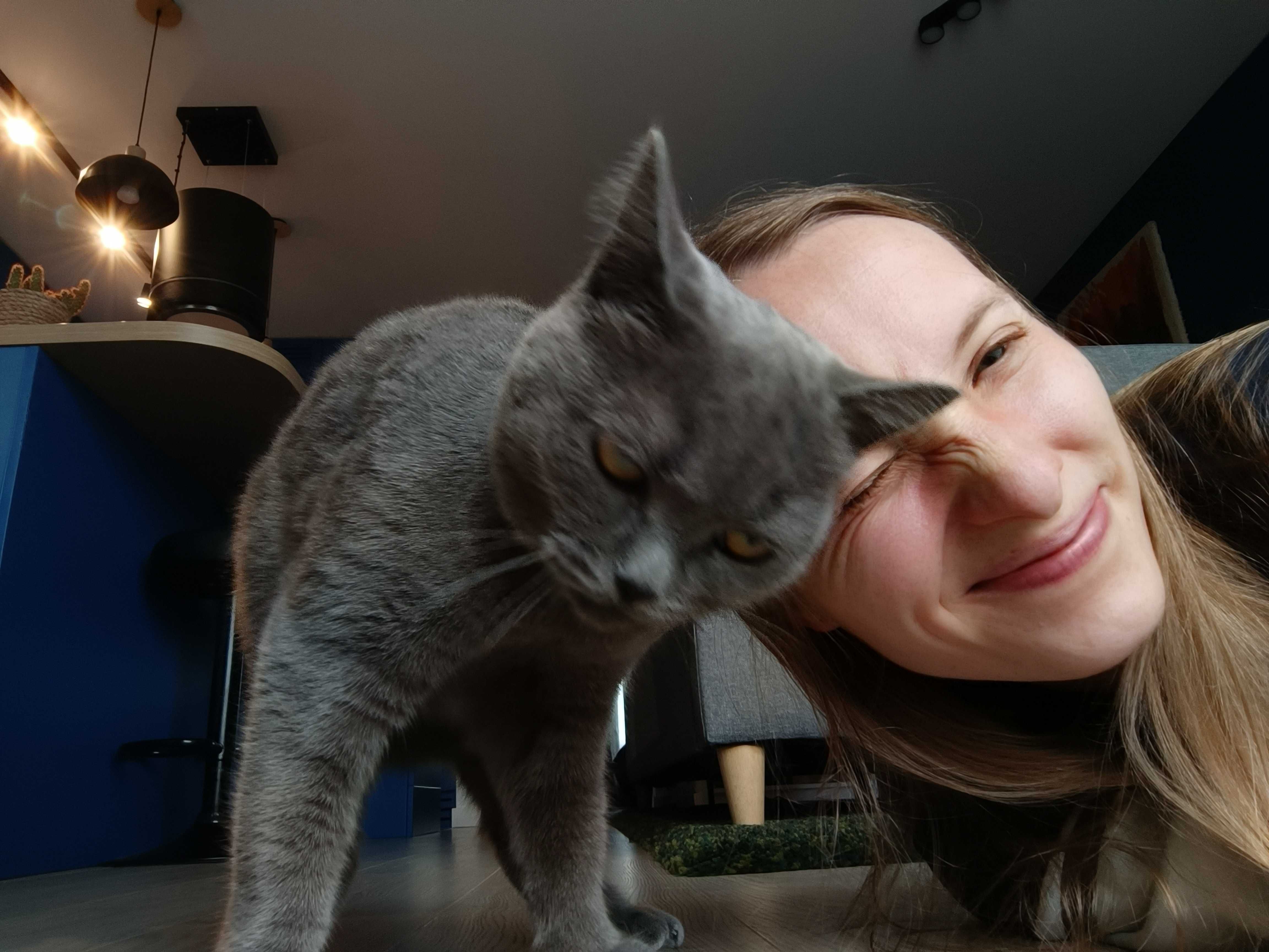 Catsitter | Opieka nad kotem w domu Właściciela | Koło, Konin, okolice