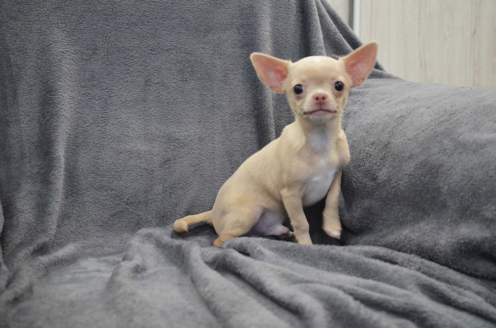 chihuahua szczenięta piesek krótkowłosy kremowy