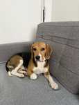 Beagle tricolor suczka