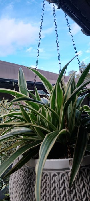 Хлорофитум в кашпо 4 литра