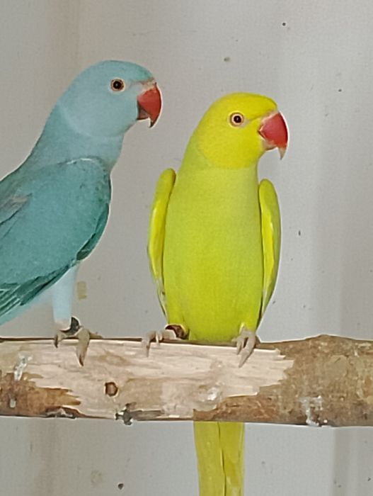 Aleksandretta obrożna samiec