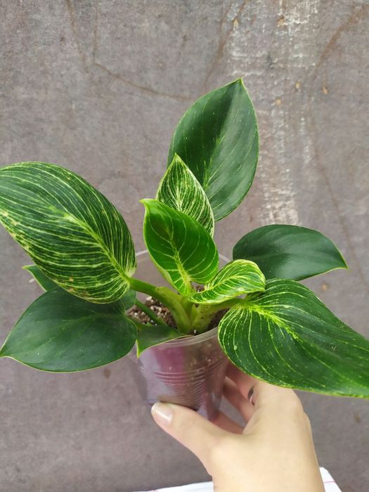 Філодендрон 'Birkin' [Philodendron 'Birkin']