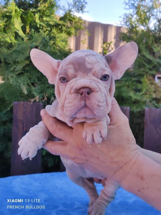 Красотка французький бульдог Нью шейд мерлле.