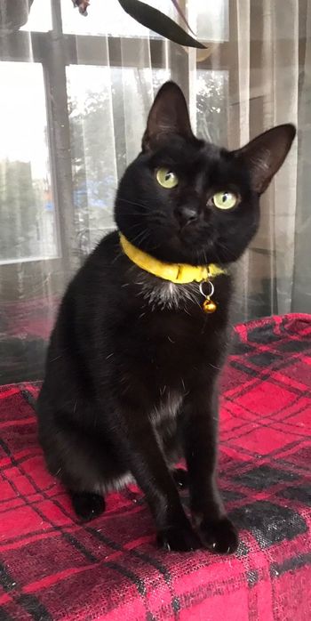 Кошечка Чурочка  бесплатно