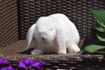 Królik miniaturowy mini lop