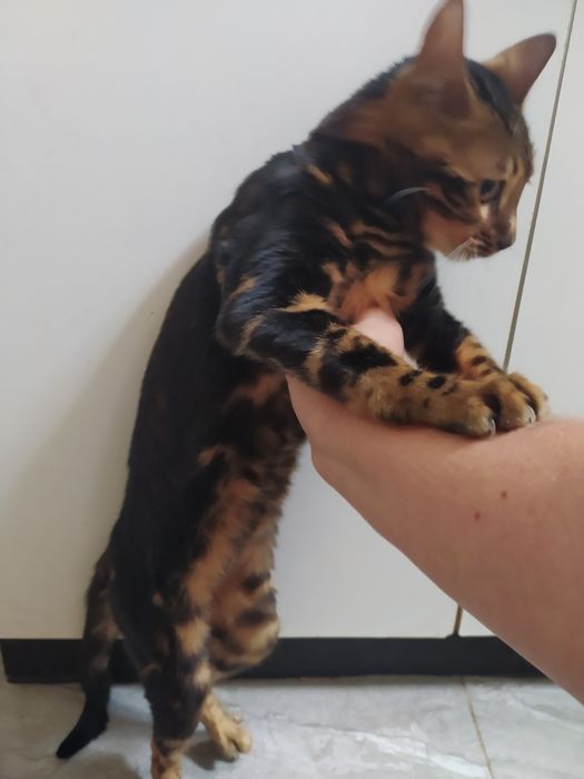 Бенгальская мраморная  кошечка Ben n 22