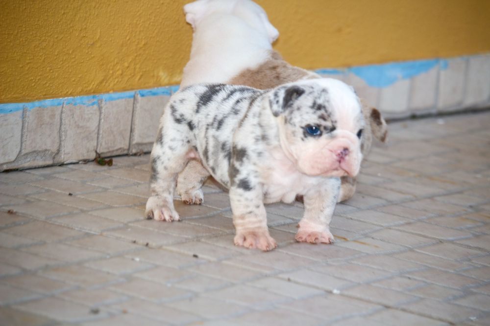 Bulldog ingles exotico