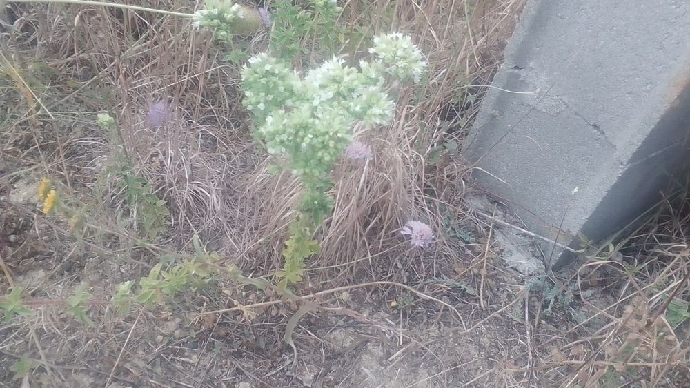 Orégãos biológicos sem químicos