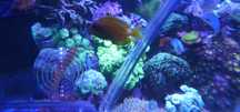 Acanthurus olivaceusa ok 6cm akwarium morskie