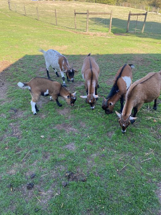 Cabritos / Cabritas anãs