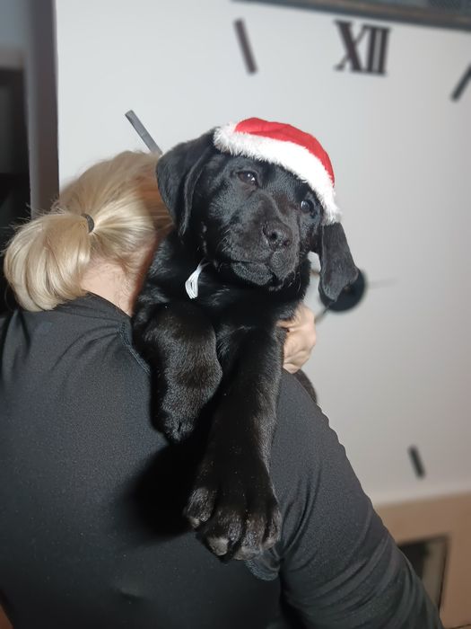 Labrador Retriever szczenie Wspaniałej Budowy Po ojcu pochodzenia FCI