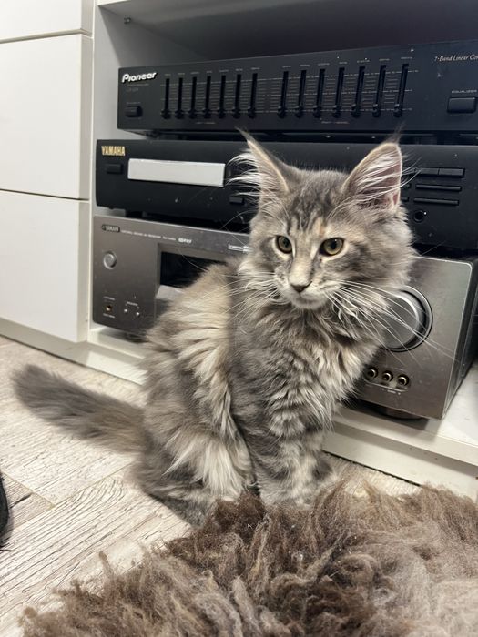 Kotka Maine Coon “GABY” a22 FPL/FIFE – niebieska klasyczna