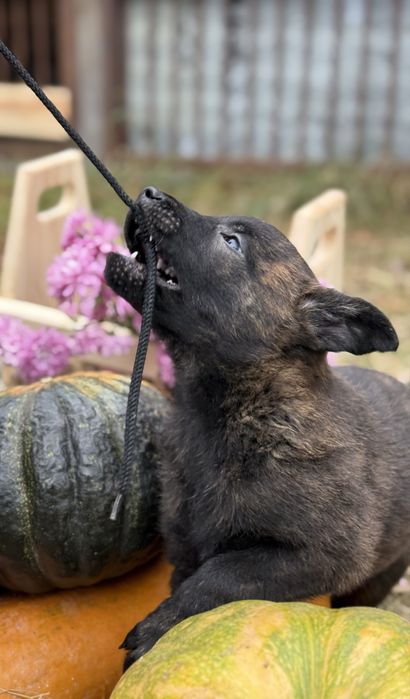 Голландська вівчарка Хердер (Не Малінуа)