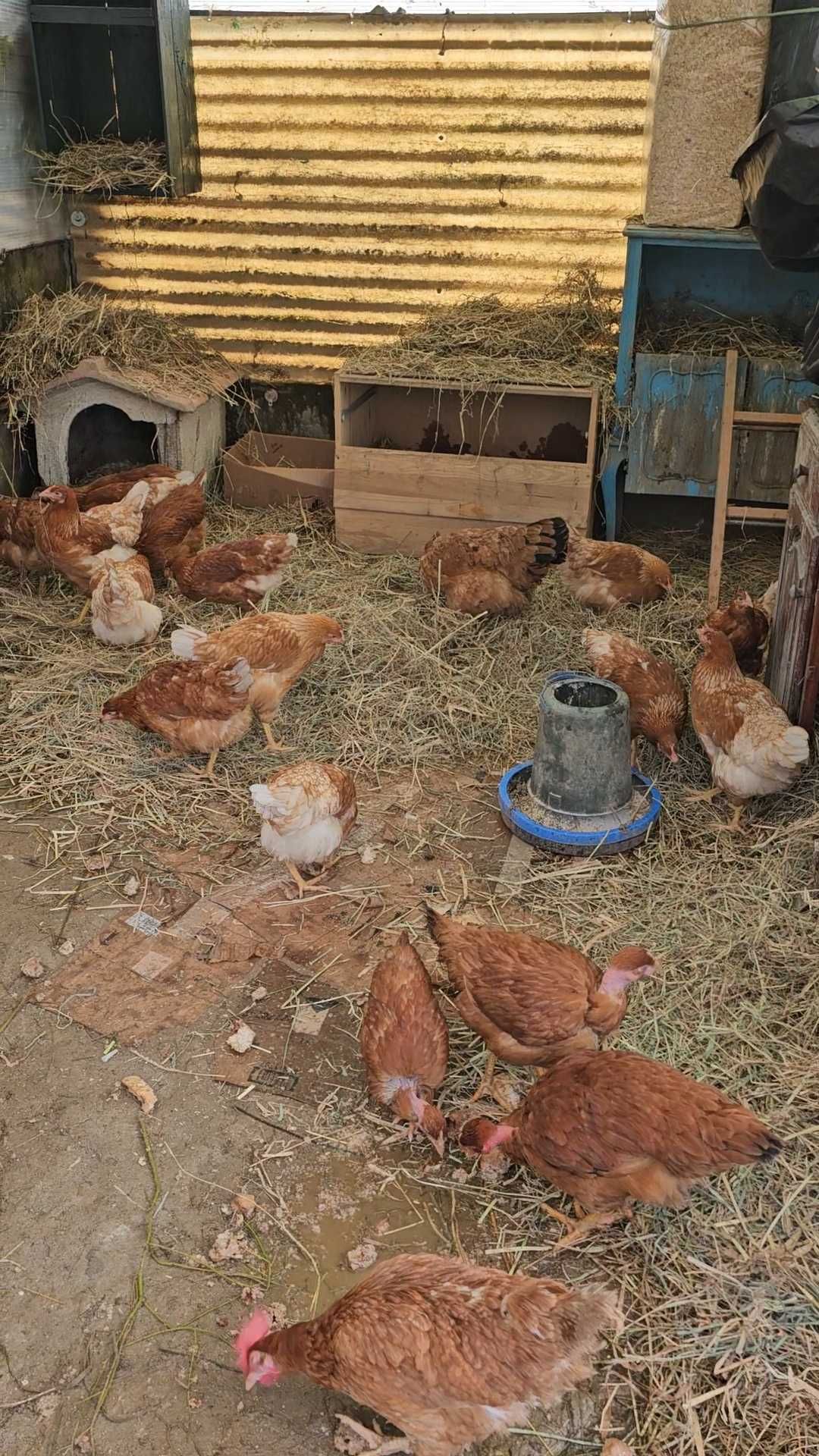 Ovos Caseiros de Galinhas livres