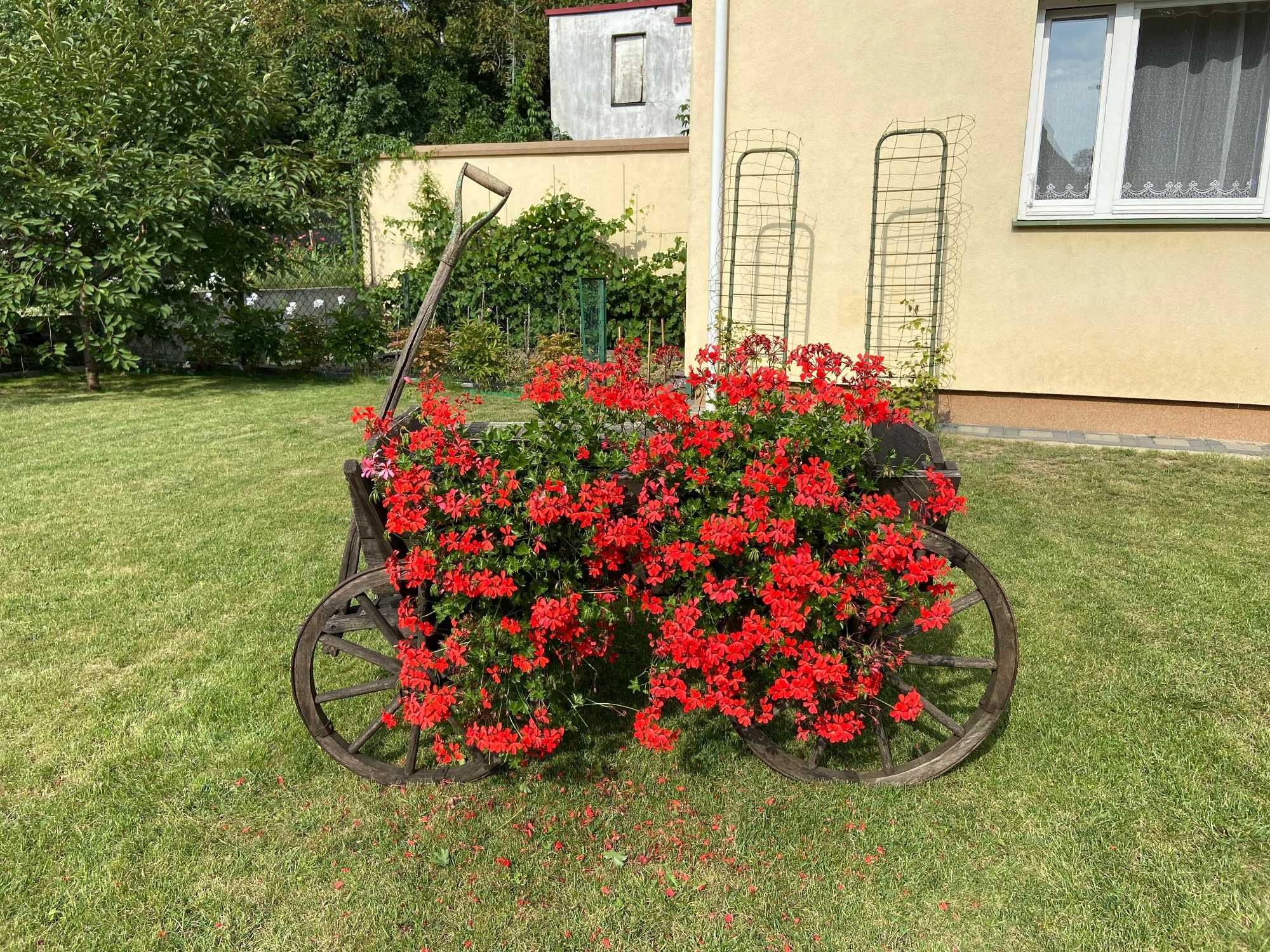 Wózek dębowy, sprawny - ozdoba ogrodu