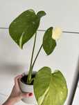 Monstera Thai z bielą