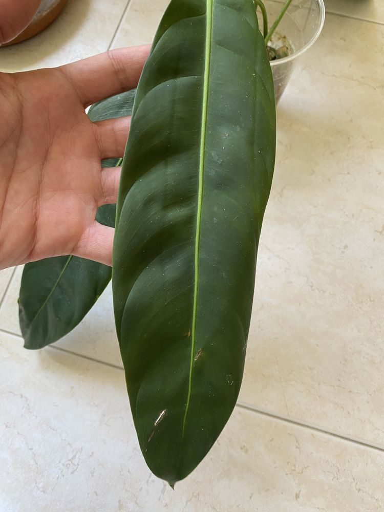 Philodendron Patriciae (cutting)