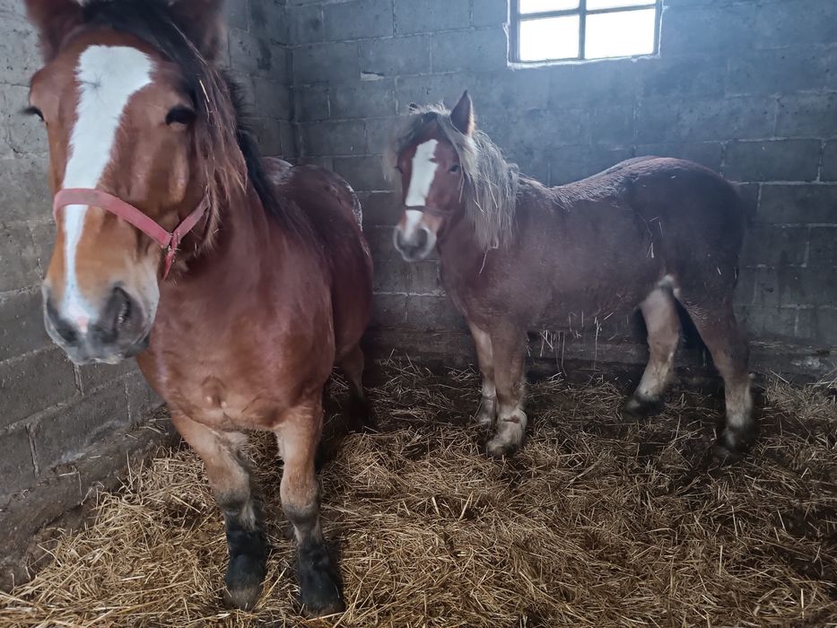 Sprzedam konie, źrebice