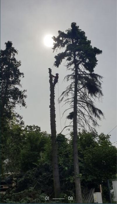 Wycinka alpinistyczna i pielegnacja drzew / czyszczenie dzialek