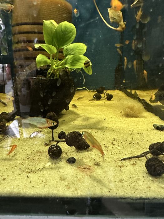 Oryzias woworae od Max zoo