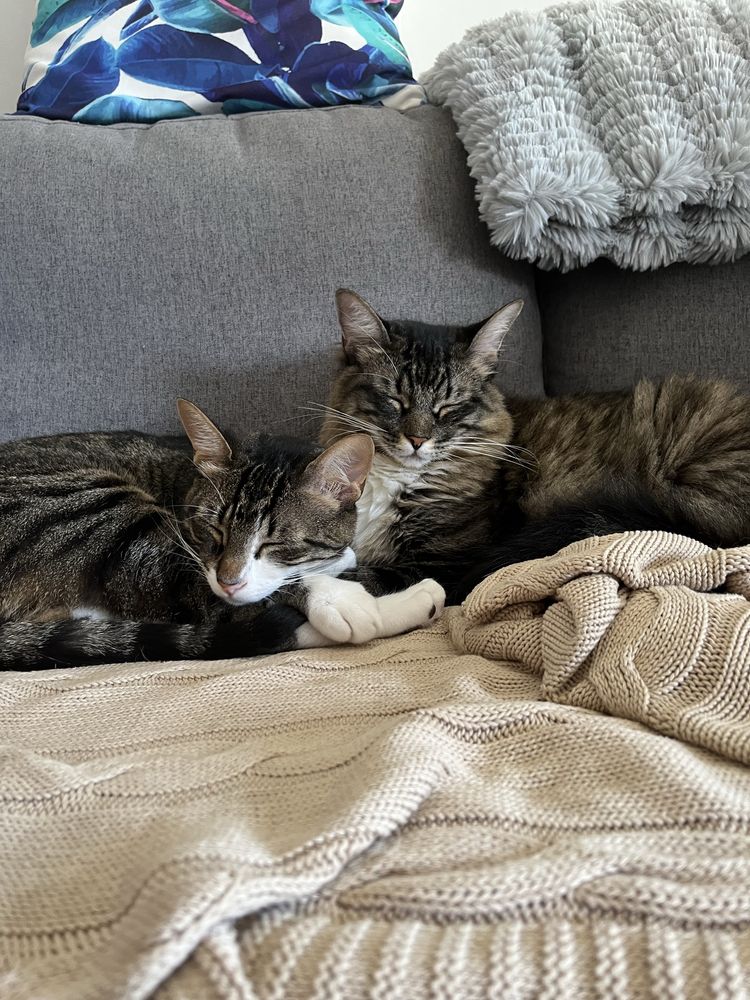 Pet sitting | Plant care | no seu domícilio