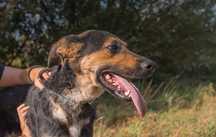 Sunia w typie owczarka do adopcji!