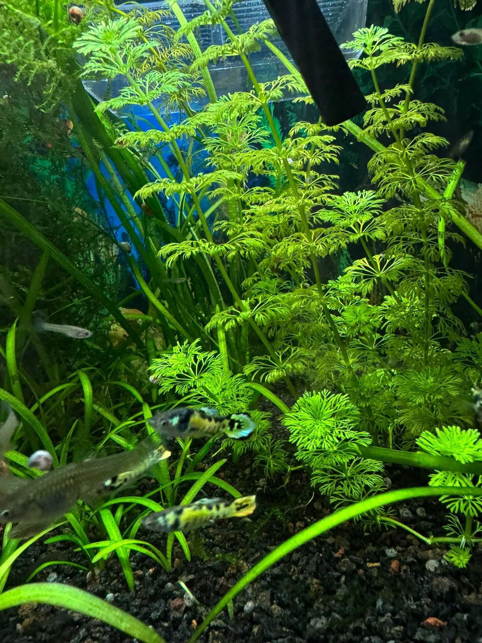 Guppys Yellow Tiger Spear tail