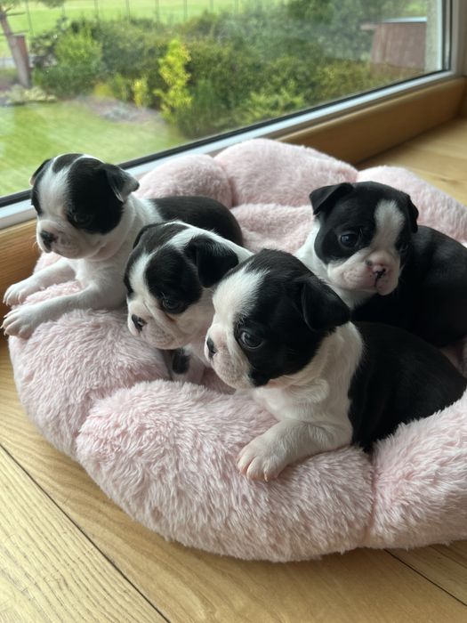 Boston Terrier - uroczy  szczeniaczek gotowy do odbioru