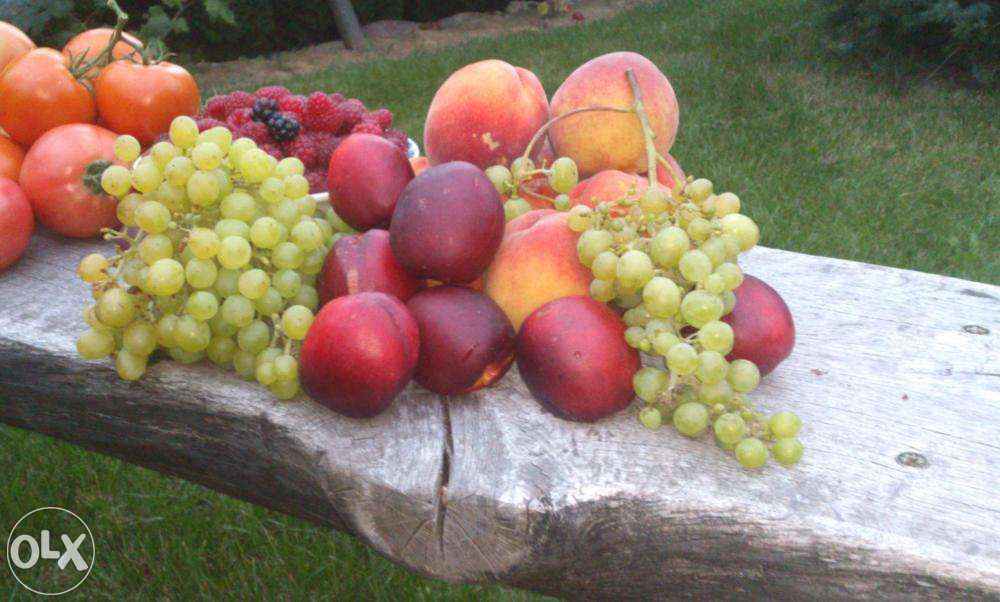 Pszczoła Murarka ogrodowa, kokony