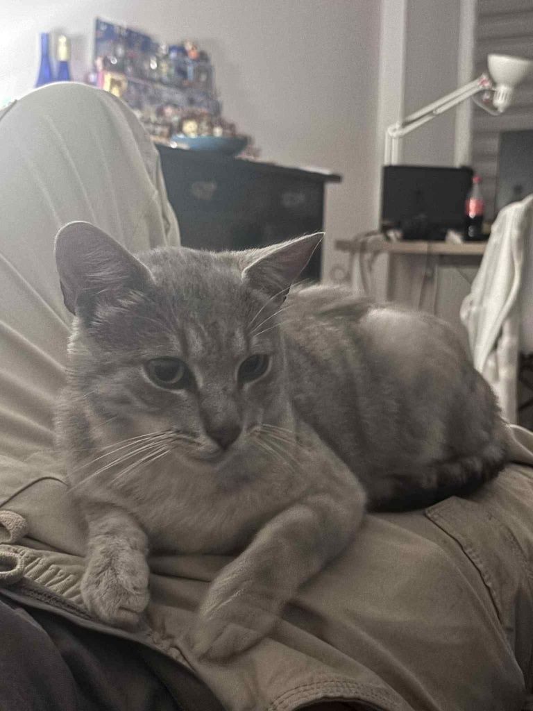 Kochany Benek czeka na adopcje