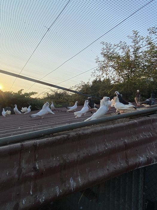 Pombas de leque e capuchino