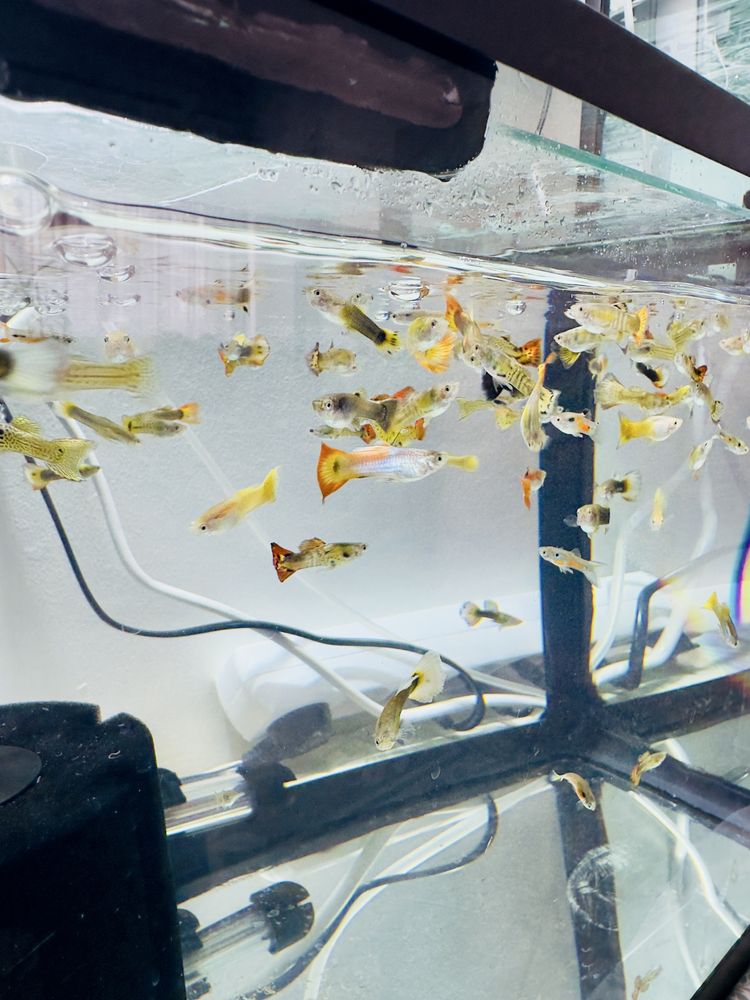 Guppys, comida e camaroes